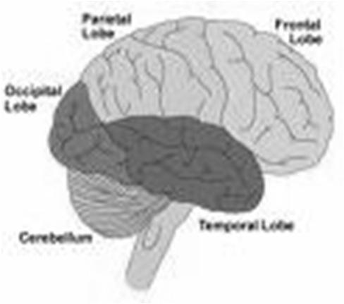 Recent Neuroscientific Investigations into Sex- Brain Differences (Scientific American 2012) Neuroscience is better identifying and uncovering