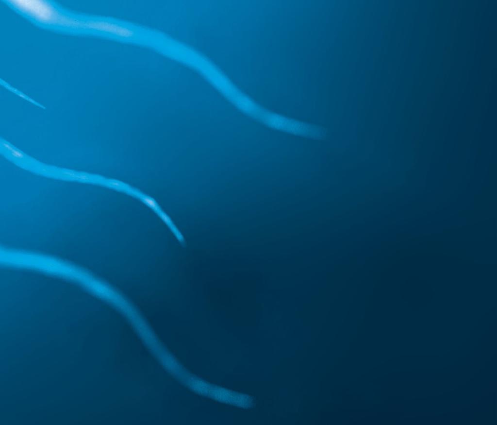 Researchers have reported that purified sperm populations show higher overall quality in terms of: Morphology¹ Sperm Deformity Index¹ Motility²,³ DNA fragmentation Mitochondria membrane potential