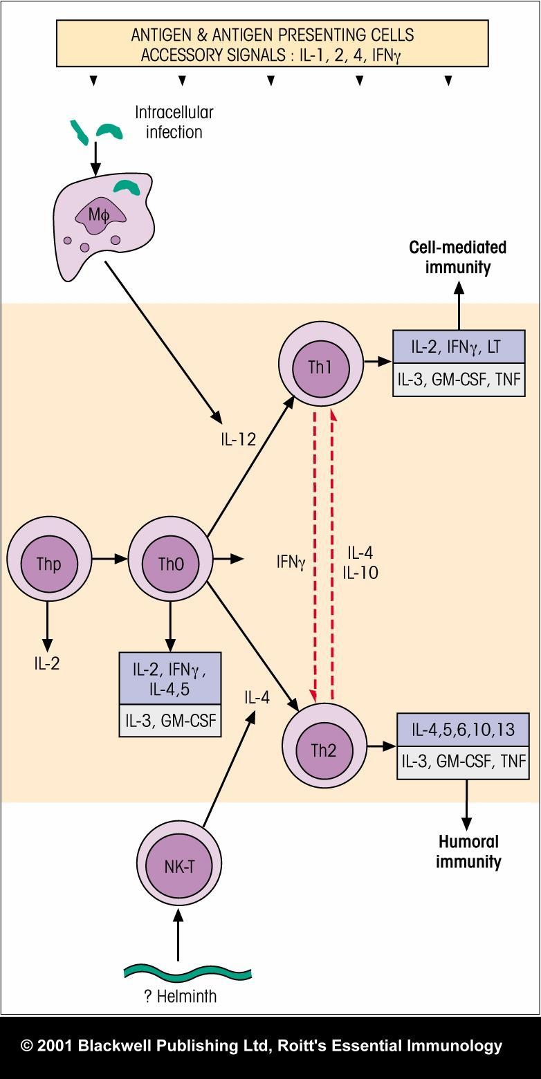 T H 1 cells produce cytokines(ifn-γ and IL-2) that promote immune responses against intracellular pathogens (DTH and cytotoxic T cell responses).