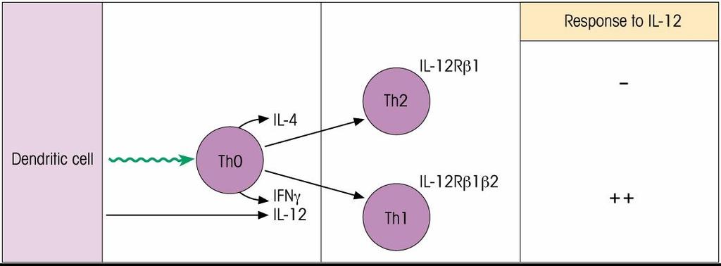 T H 1/T H 2 differentiation is influenced by the levels of key cytokines.
