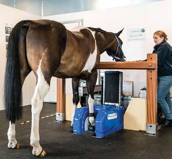 equine clinical practice.