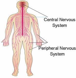 Nervous System (Central and Peripheral) Central Nervous System (CNS) Brain and Spinal Cord Regulates VITAL functions Heart rate