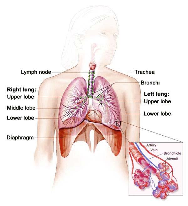 Respiratory System Organs Nose Trachea Larynx Voice box Lungs Aveoli Site of gas exchange (inflatable sacs) Bronchi Two large