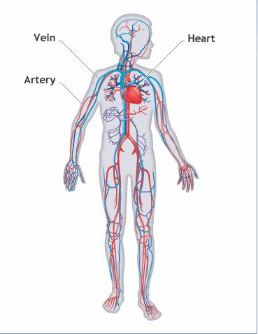 Circulatory System Organs Heart Pumps Blood Blood RBC, WBC, platelets, plasma Hemoglobin iron rich protein that carries oxygen Blood