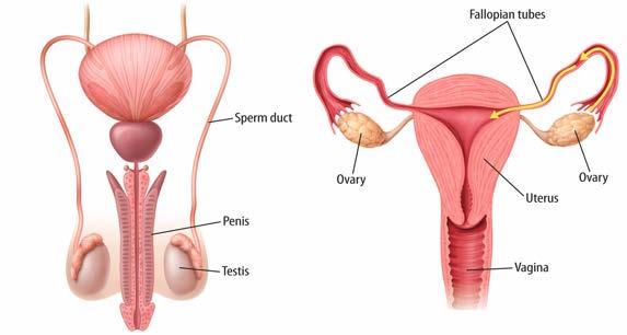 Reproductive Organs Male: Penis Places sperm inside the female body Testis Produces sperm = male gamete Produces testosterone Female: Ovary produces eggs = female gamete Produces