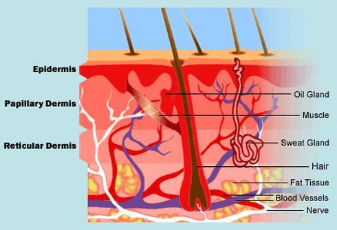 Integumentary Function Function: Acts as a barrier between you and the