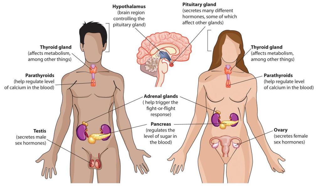 The Endocrine System Function This system uses chemical messengers to coordinate activities of the various systems The endocrine system consists of different glands that produce and secrete chemicals