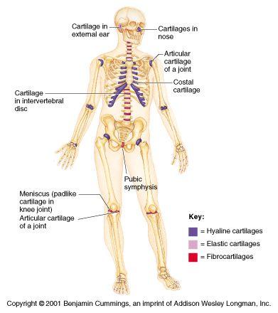 Cartilage Tissues in the Skeletal System Two types of cartilage occur in the