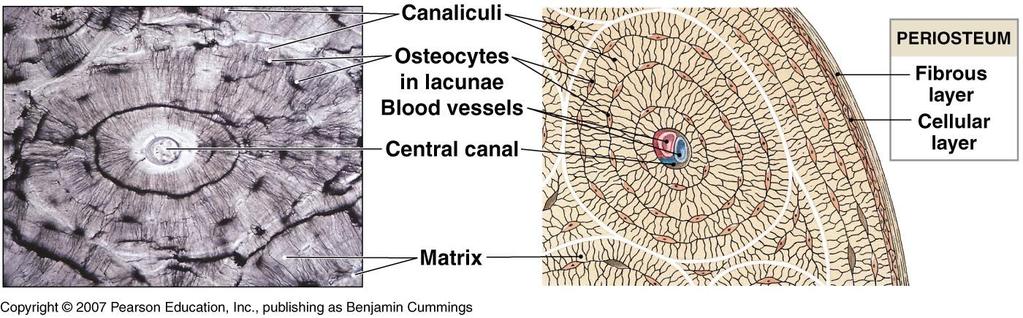 Compact Bone Tissue: Haversian Systems Haversian Systems (osteons) consist of concentric layers (lamellae) of bone tissue surrounding a central