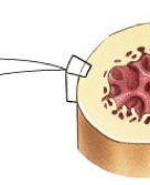 periosteum to bone tissue Fig.