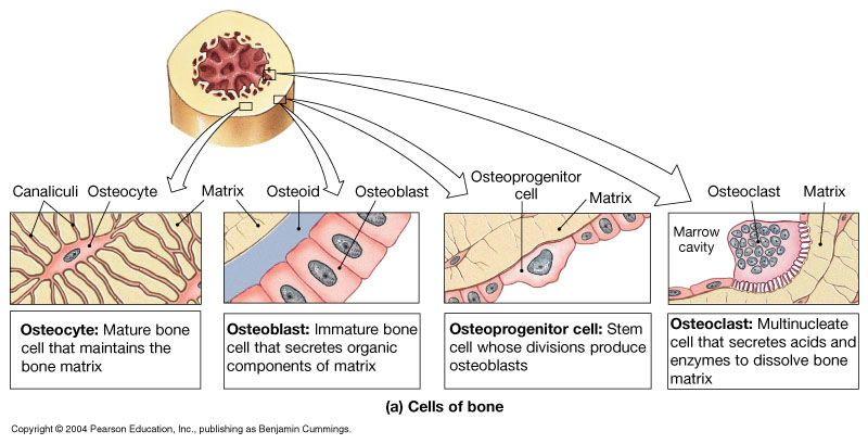 Fig. 6-3, Martini Compact bone Periosteum Endosteum Types of Bone Cells Osteocytes cannot normally divide forms Osteoblasts