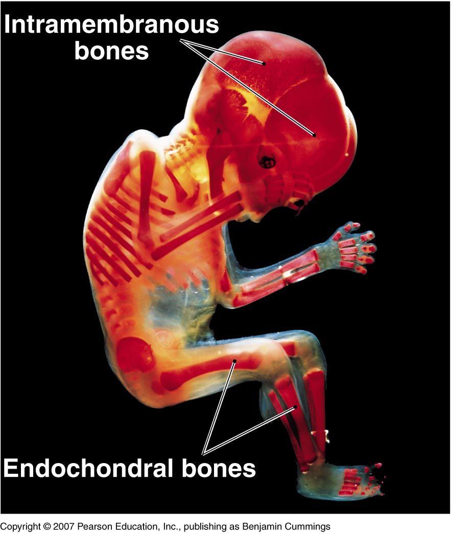 Development of Skeleton In the embryo most bones are first formed as hyaline cartilage bone models which are gradually replaced by bone (osseous) tissue at maturity in a process called Endochondral