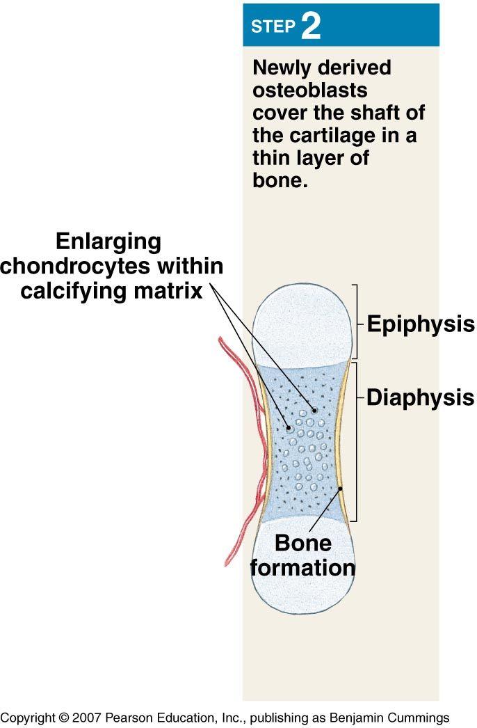 Bone Collar Formation In the center of the diaphysis the cartilage model calcifies and chondrocytes die.