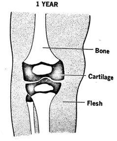 cartilage bone models are sites for endochondral