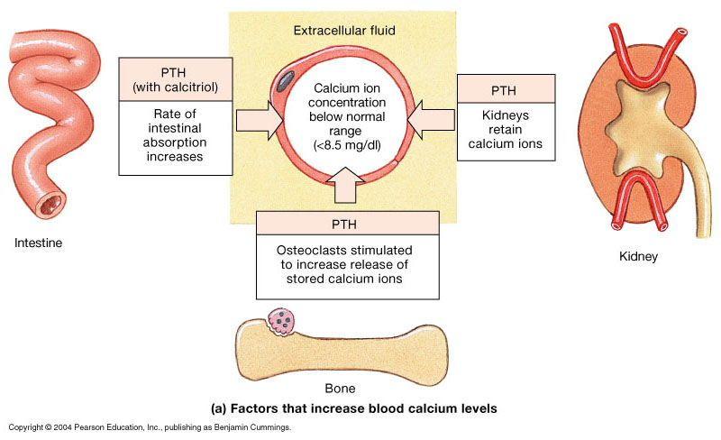 PTH Causes Bone Resorption & Increases Blood Ca PTH with calcitriol Ca +2 Ca +2 Ca +2 returned to blood PTH Ca +2 Intestine Ca +2 absorbed into to blood Stimulus for PTH " Blood