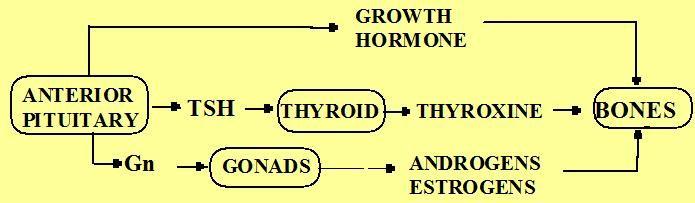 Summary of Effects of Hormones on Bones GH has indirect action on bones by acting as a trophic hormone for the liver liver hormone from liver T4