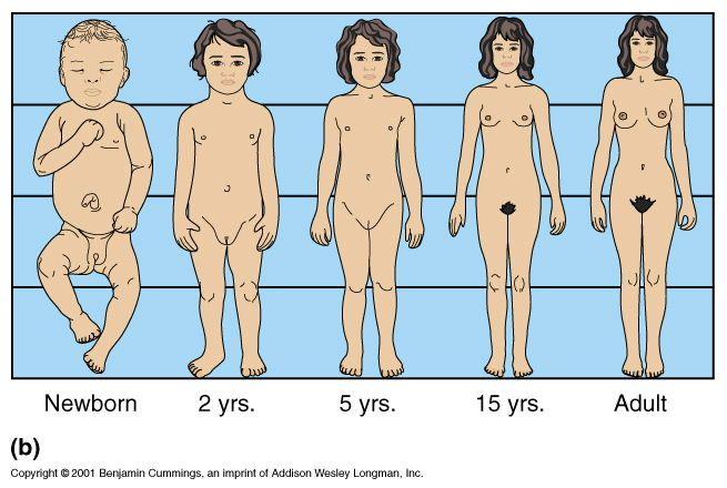 Specific Skeletal Changes with Age Changes in Body Proportions skull becomes proportionately smaller (rest of
