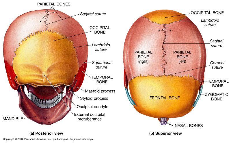 Specific Skeletal Changes with Age - 4 Closure of Fontanels of Skull and formation of Sutures.