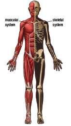 THE MUSCULOSKELETAL SYSTEM 3.