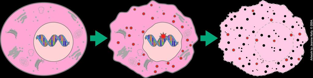 p53 Tumor Suppressor Protein