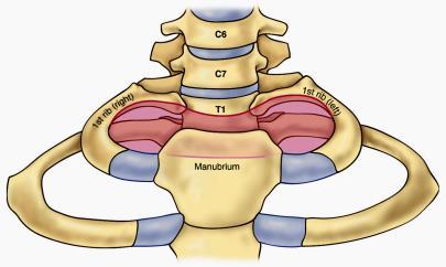 SUNY Downstate Medical Center Learn the anatomy of the thoracic inlet (TI) Review the