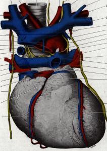 Mass is anterior to the subclavian