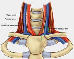 Laryngeal Nerves Denervation Atrophy