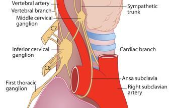 Thoracic Inlet Nerves Thoracic Inlet Nerves Vagus - recurrent laryngeal Phrenic Brachial Plexus Sympathetic