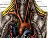 cervical sympathetics, phrenic nerve and brachial plexus Vascular - Subclavian and brachiocephalic artery and