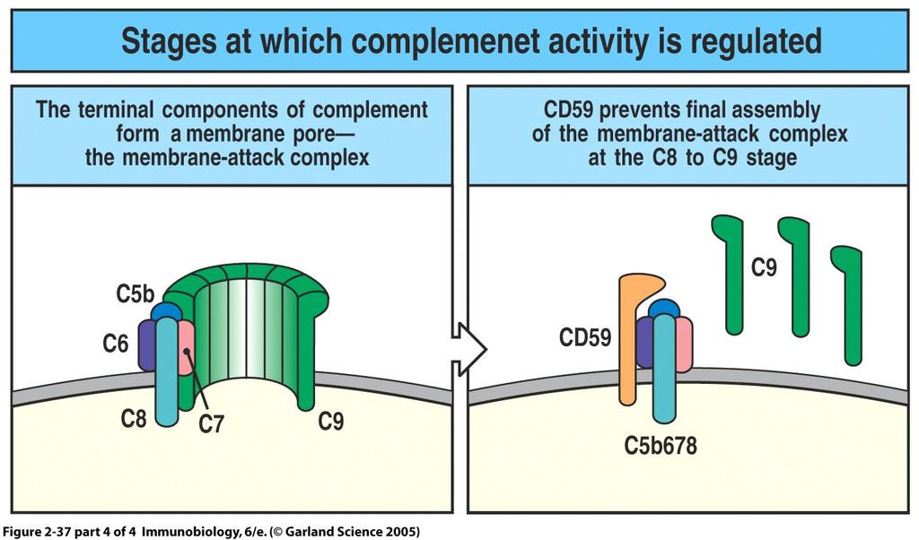 active C1 complex Membrane Cofactor Protein (MCP) and