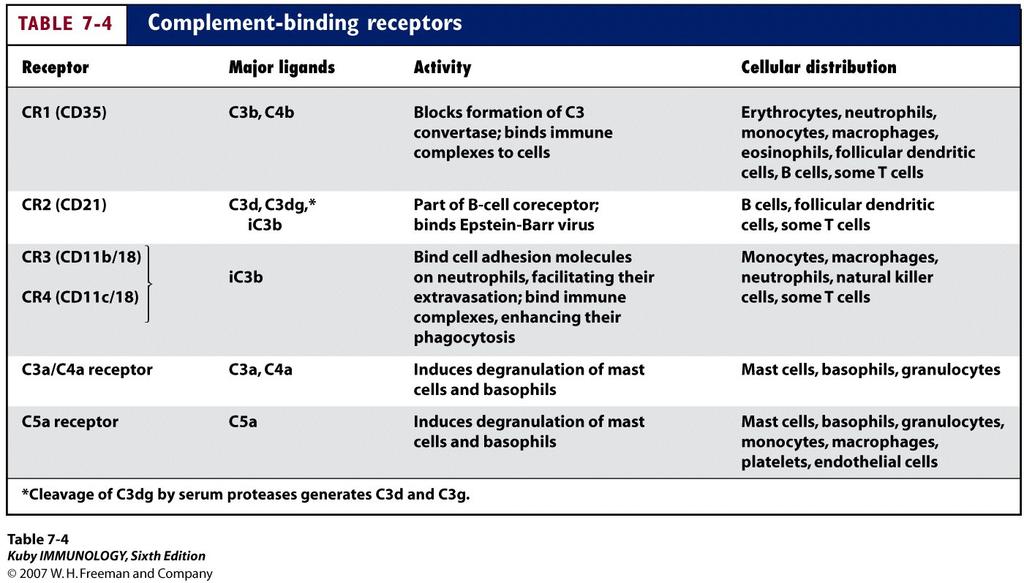 Complement Receptors Receptors Ligand Cells CR1 (CD35) C3b,