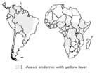 Yellow fever: re-emergence?