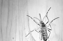 viruses Aedes Mosquitos Aedes Mosquitos Aedes