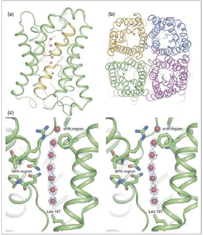 Structural features conserved throughout the aquaporin family. (a) The common fold.