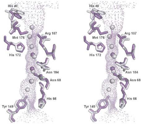 Movements of Met176 in AQP0 gating 23 Regulation of AQP2 trafficking and expression in collecting duct principal cells.