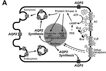 A: through the GTPbinding protein G S adenylyl cyclase (AC) is activated, producing camp and activating PKA.