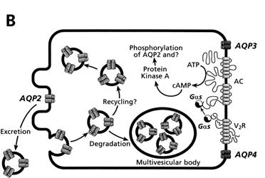 Specifically, camp participates in the long term regulation of AQP2 by increasing the levels of the catalytic subunit of PKA in the nuclei, which is thought to