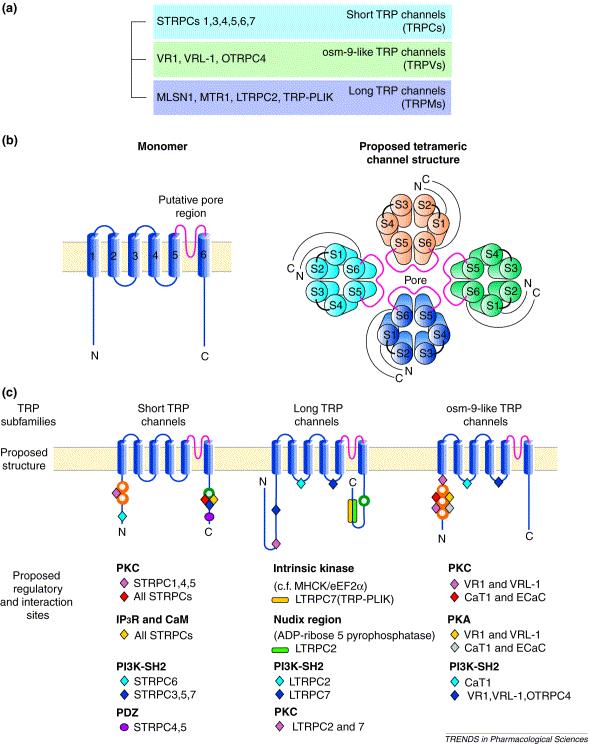 (a) Transient receptor potential (TRP) ion channel family subgroup. (Only main members are shown.