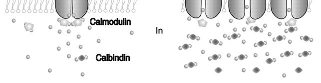 Increased local calcium concentration results in calmodulin binding to CaT1 and shutting off the channel.