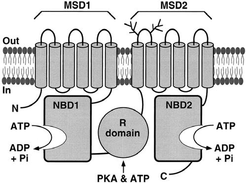 Model showing proposed domain structure of cystic fibrosis transmembrane conductance regulator (CFTR).