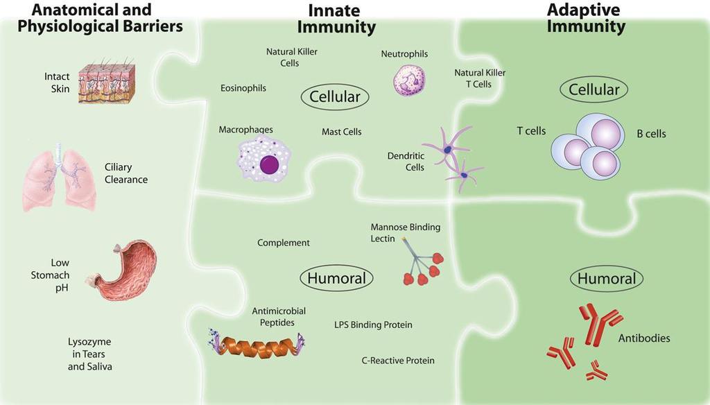 Immune System Components Turvey SE, Broide