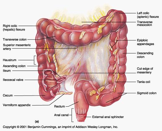 Sites of Volvulus in the Bowel Cecum accounts for 11 40% of intestinal volvulus Cecal volvulus usually only occurs in patients with a developmental failure of fixation of proximal right colon to