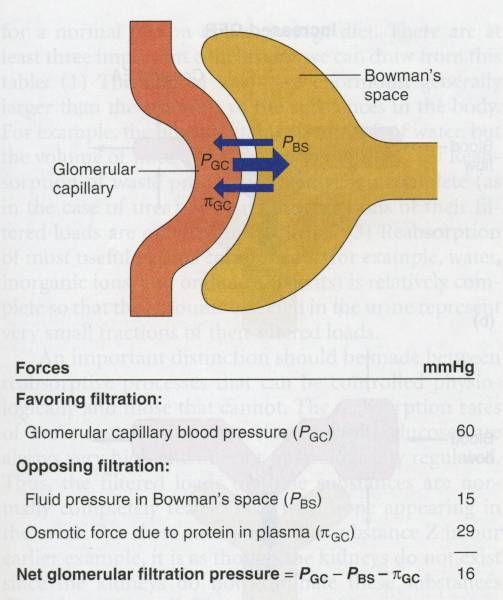 Glomerular Filtration Rate (GFR) GFR is the volume of fluid filtered out of the plasma through glomerular capillary walls into Bowman's capsules per unit of time.