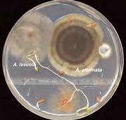 Prolongation of incubation If no sporulation is observed at 9 days, extend incubation at 20 C with alternating 12 h periods of darkness and NUV to obtain spores until 14 days after plating.