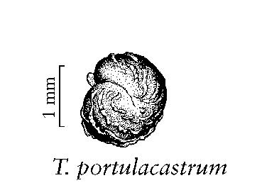 Fig. 4. Scheme representation of Trianthema portulacastrum Linn.