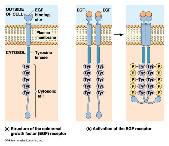 Examples of viral oncogenes v-erbb is a truncated EGF receptor, with permanently activated internal tyrosine kinase domain.