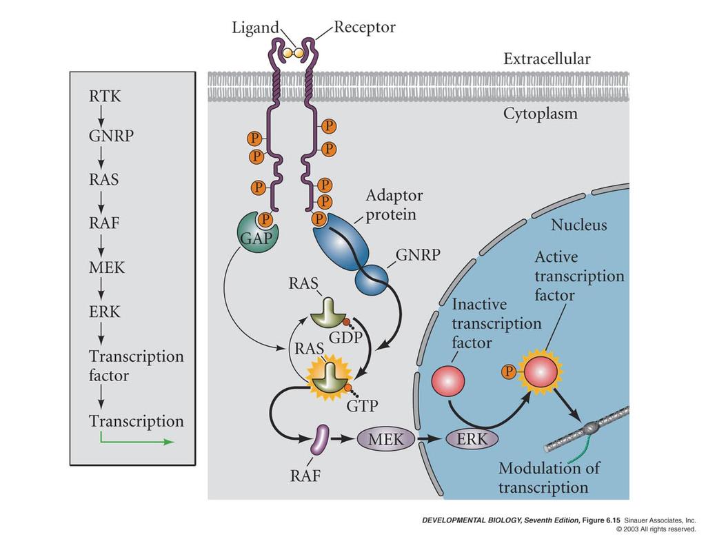 Many proto-oncogenes are in signal transduction paths Growth factors: Growth factor receptors: Intracellular signaling