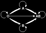 Examine this diagram representing safe transfusions between the ABO blood groups. Now let s consider the D antigen.