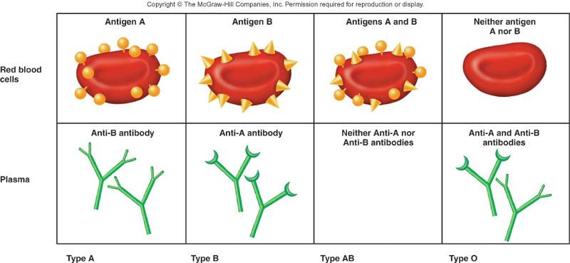 Blood Grouping (Transfusion: transfer of blood or blood components from one individual to another) Determined by antigens (agglutinogens) on surface of RBCs