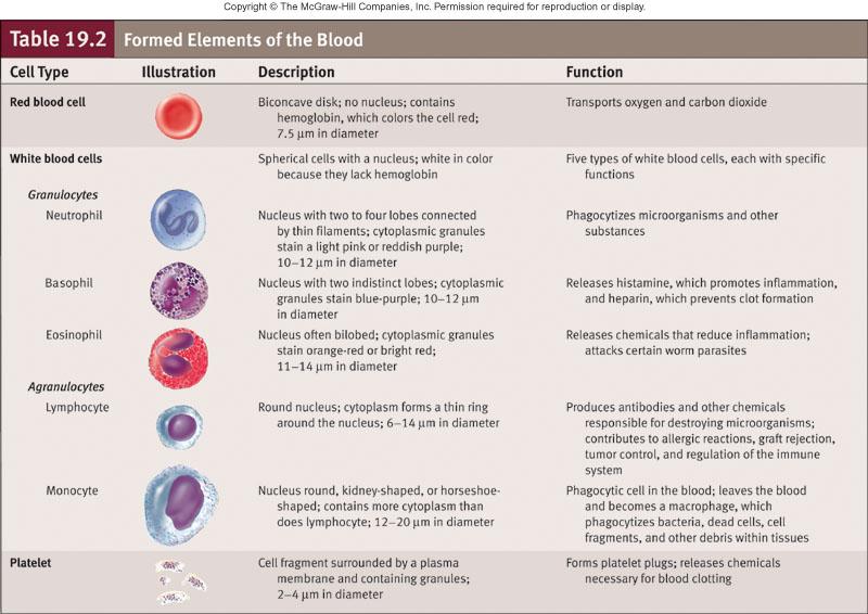 Formed Elements Red blood cells (erythrocytes). Biconcave discs, anucleate, contain hemoglobin; transports oxygen and carbon dioxide.